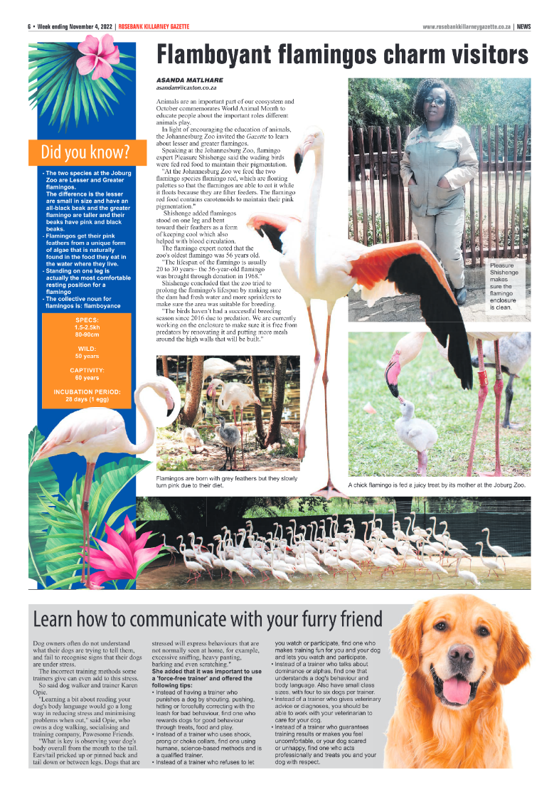 Rosebank Killarney Gazette 4 November 2022 page 6